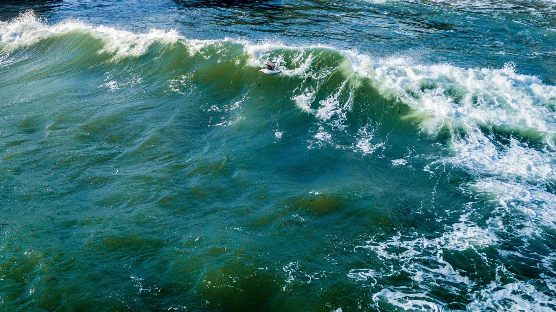 Salty Dawg Power Washing Background
