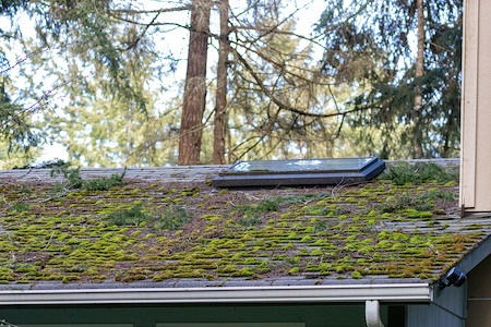 Insurance Companies Dropping Coverage In Vancouver Because Of Moss On The Roof Thumbnail